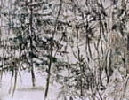Winter, Damtschach
